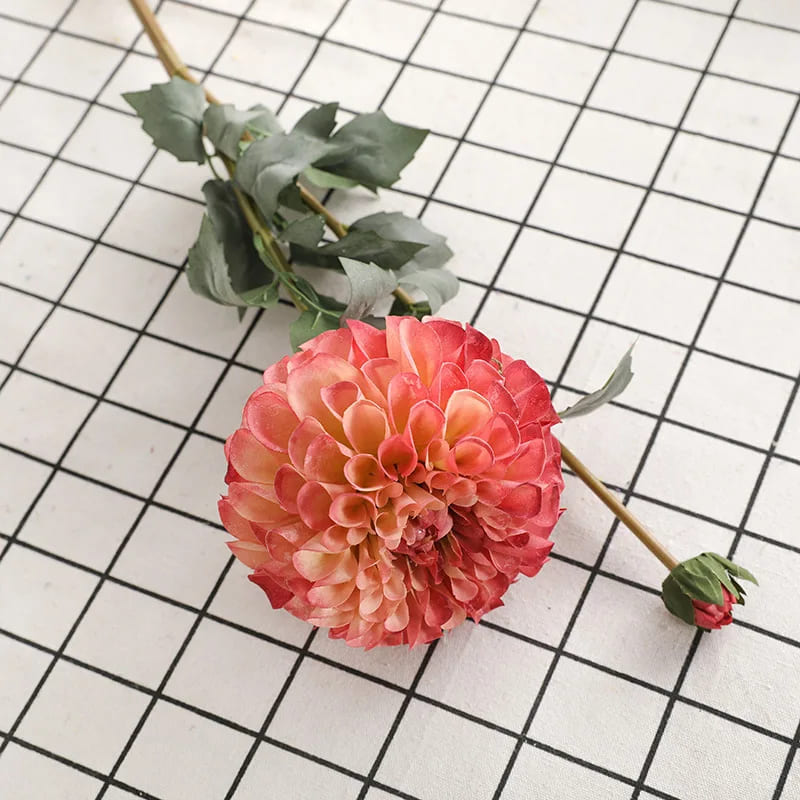 Dahlia Géant Rose Orange