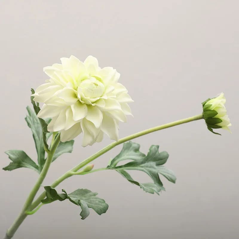 Fleur Dahlia Blanc