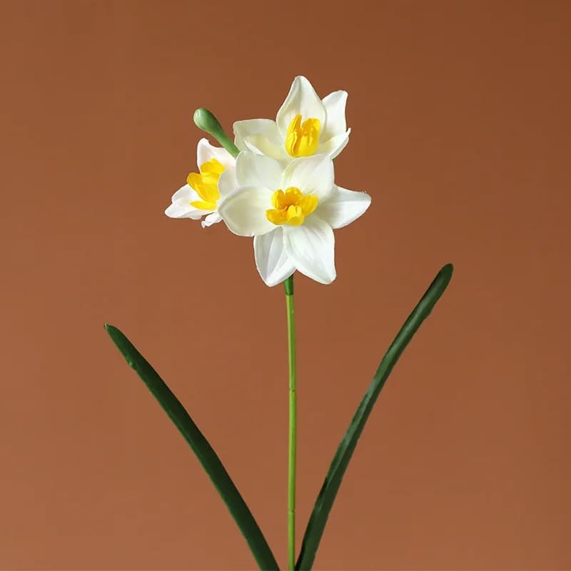 jonquille fleur jaune blanc