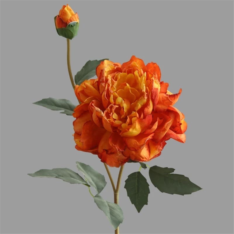 Pivoines Arbustives Orange