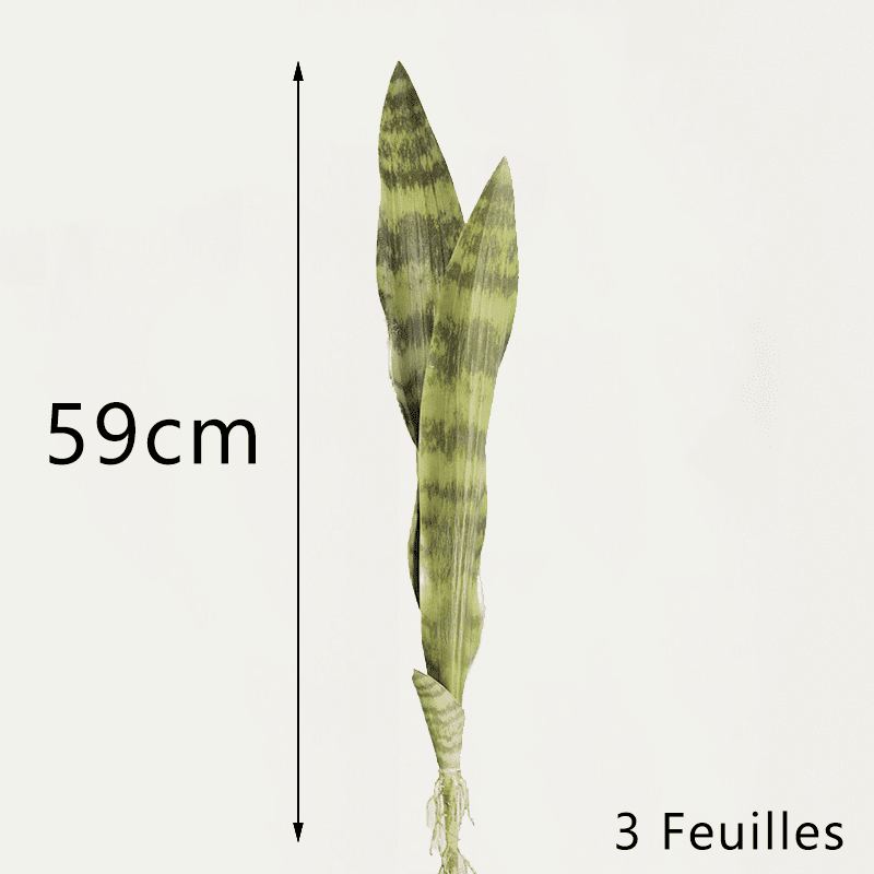 Bouture Sansevieria 59cm