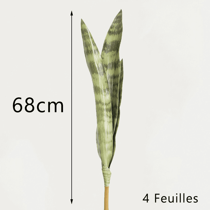 Bouture Sansevieria 68cm 4 feuilles