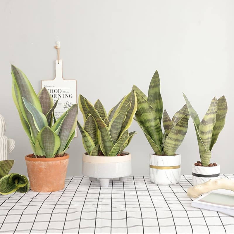 Fausse Bouture Sansevieria en pot